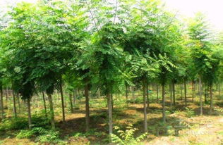 大欒樹的養護管理及市場價格介紹