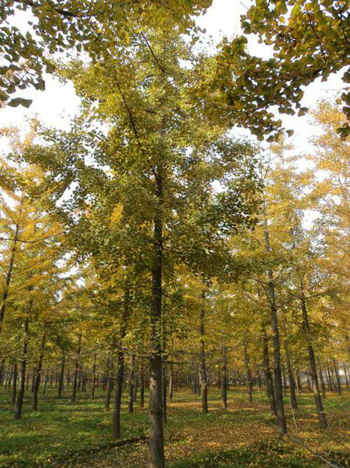 邳州市石博苗木基地 34公分銀杏苗木價(jià)格解析與選購指南