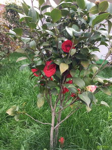 誠信經(jīng)營 樹木種植行業(yè)穩(wěn)健發(fā)展的基石